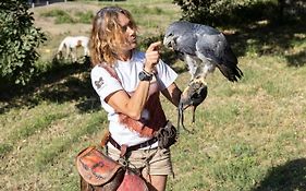 L'Aquila e L'Ulivo